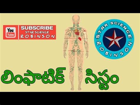 lymph nodes meaning in telugu|lymph node .